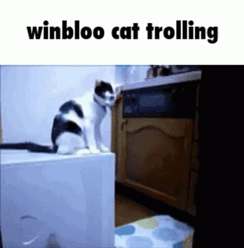 Winbloo Cat Trolling GIF - Winbloo Cat Trolling Winbloo GIFs