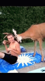I Have Just Met You But I Love You GIF - Deer Rub Cute GIFs
