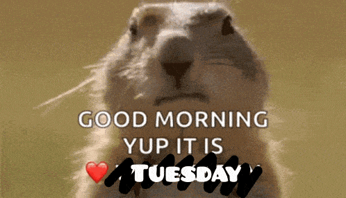 a picture of a squirrel with the words " good morning yup it is tuesday "