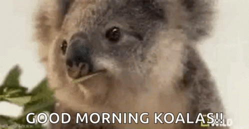 Koala Koalahashklub GIF - Koala Koalahashklub Hbarnft GIFs