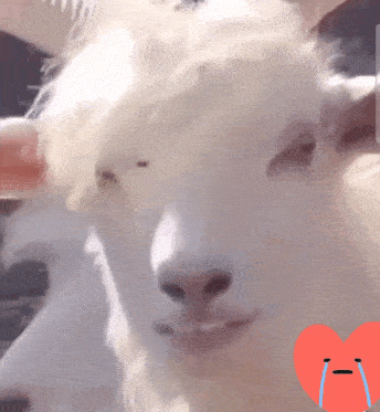 a close up of a goat 's face with a red heart with tears on it