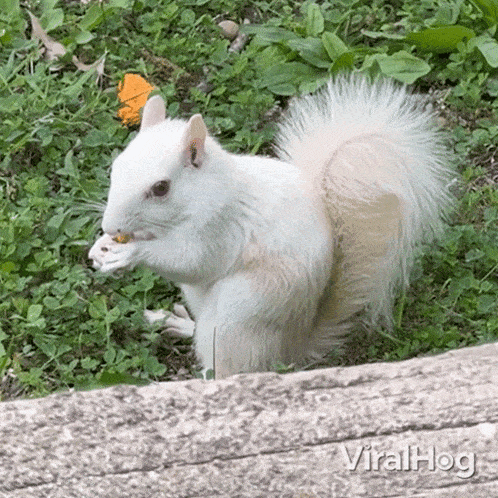 Eating Albino Squirrel GIF - Eating Albino Squirrel Viralhog GIFs