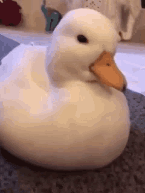 Duck Really GIF - Duck Really Mhm GIFs