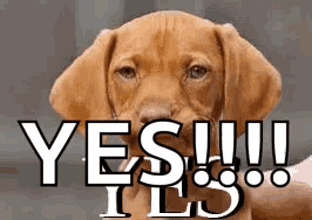 a brown puppy is sitting in front of a sign that says yes !!