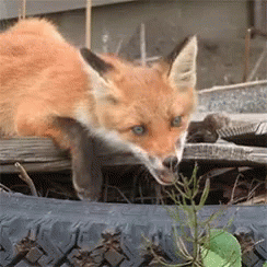 Funny Animals Cute GIF - Funny Animals Cute Fox GIFs