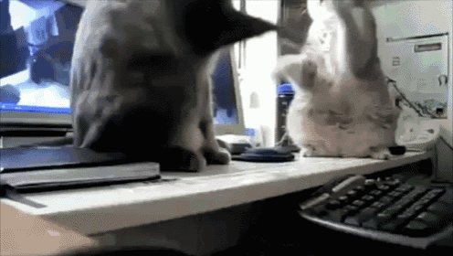 Spot On GIF - Cats Cat Play GIFs