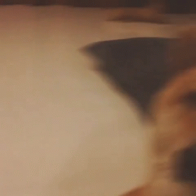 "What" GIF - Dog What Stare GIFs