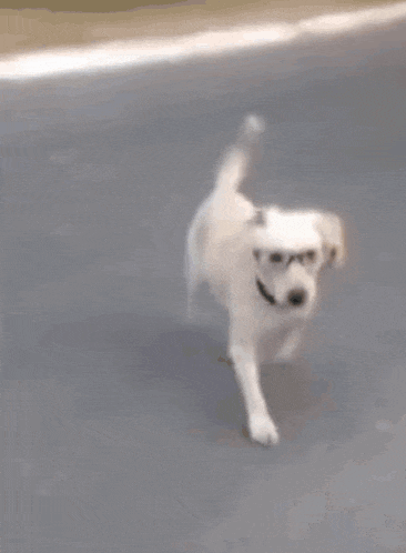 a white dog wearing a black collar is running on the ground