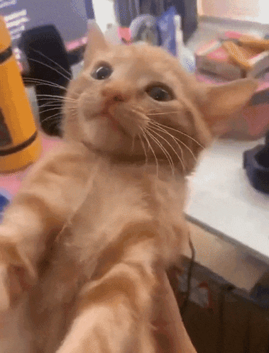 a close up of a cat taking a selfie on its hind legs