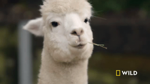 Looking Around National Geographic GIF - Looking Around National Geographic Alpaca Herd Goes For A Walk GIFs