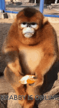a monkey is sitting on a rock eating a piece of food and says krabby is online .