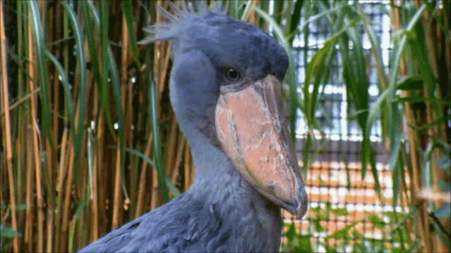 Shoebill What Did You Say GIF