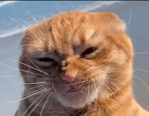 a close up of a cat 's face with a serious look on its face