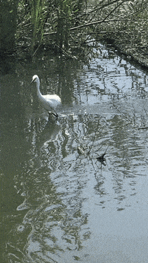 a swan is swimming in a body of water with trees in the background