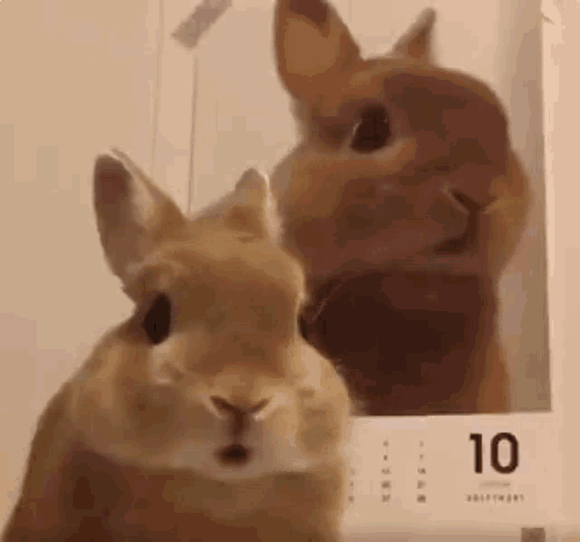 I Am Bunny Nice To Meet You GIF