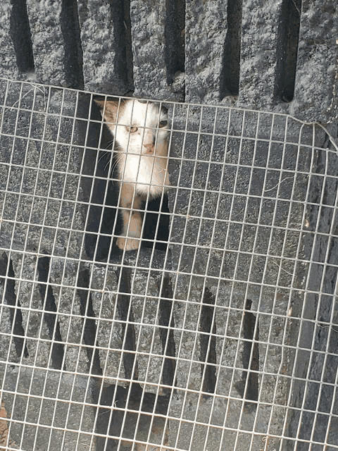 a white cat is behind a metal fence