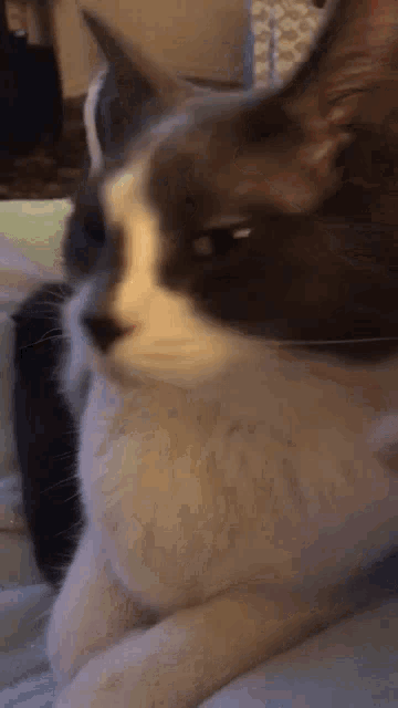 a close up of a gray and white cat looking at the camera