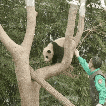 a man in a green vest is feeding a panda bear in a tree