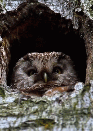 Bird Nest GIF - Bird Nest Owl GIFs