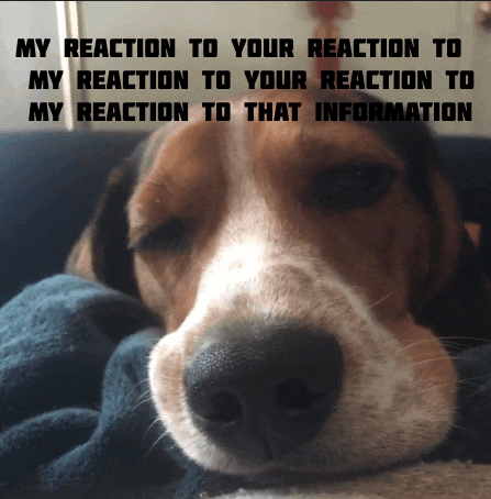 a brown and white dog is laying on a blue blanket with the words my reaction to your reaction