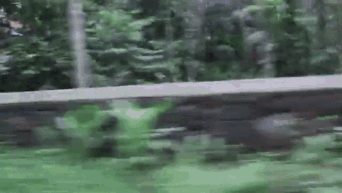 Little Goat On A Big Adventure GIF - Goat Motorcycle Ride GIFs