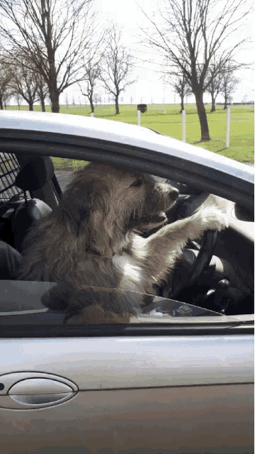 a dog sits in the driver 's seat of a silver car