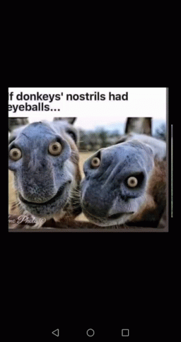 Donkey Eyeballs GIF - Donkey Eyeballs Eyes GIFs