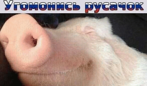 русачок хохлинка GIF - русачок хохлинка угомонись GIFs