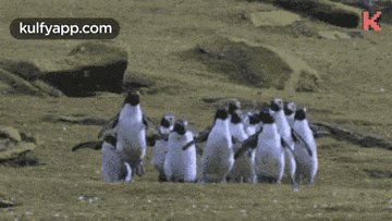 a group of penguins are walking in a line in the dirt .