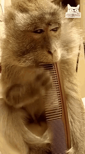 a close up of a monkey holding a comb with a cat collective logo in the corner
