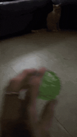 a person is holding a green object in their hand while a cat looks on