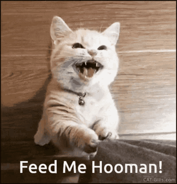 Cat Feed Me GIF - Cat Feed Me Hooman GIFs