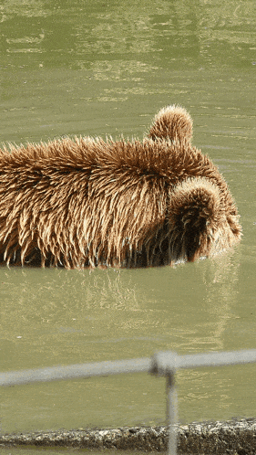 Bear Swimming GIF - Bear Swimming Bear Swimming GIFs