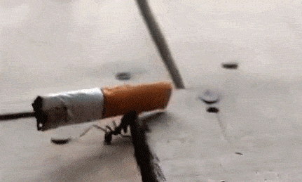 a close up of an ant crawling on a cigarette on a wooden table .