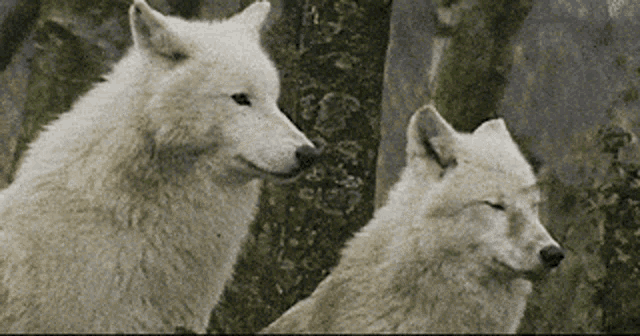 Wolf Wolves GIF - Wolf Wolves Dog GIFs