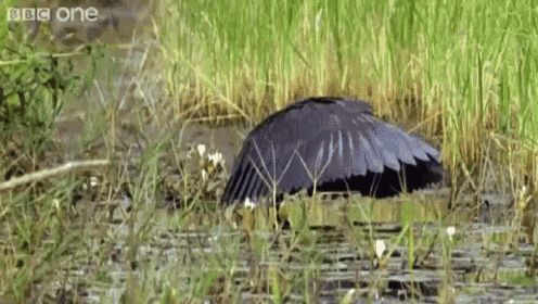 a black bird is sitting in the grass near a body of water with bbc one written on the bottom