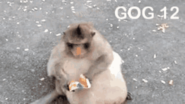 Gog Gog Monkey GIF - Gog Gog Monkey Gog12 GIFs
