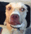 a close up of a brown and white dog 's face with a black background .