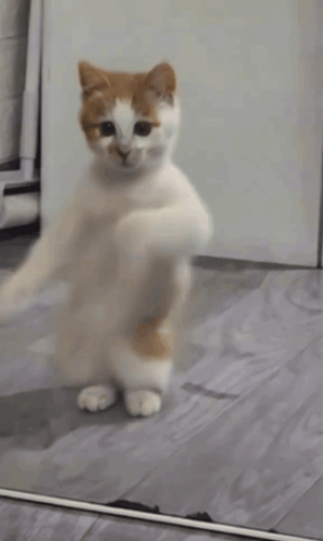 dancing-cat-dance.gif