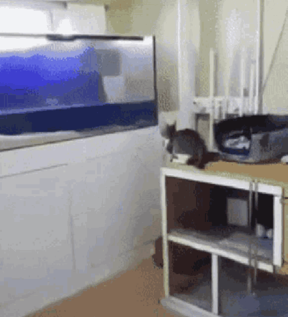Funny Cat GIF - Funny Cat Animals GIFs