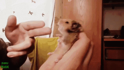 a person is holding a small hamster in their hand and the hamster is looking at the camera