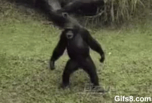 Chimp Swagger GIF - Chimp Swagger Look At Me GIFs