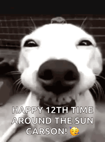 Funny Smile GIF - Funny Smile Dog GIFs