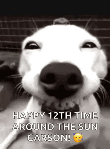 a white dog is smiling in a black and white photo and says happy 12th time around the sun carson !
