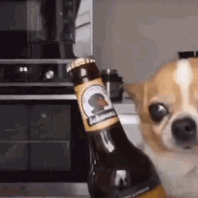 Dog Beer Happy Dog GIF - Dog Beer Happy Dog Party Dog GIFs