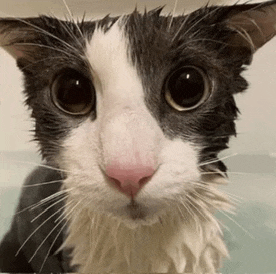 a black and white cat is looking at the camera