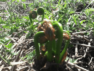 Fiddleheadfern GIF - Fiddleheadfern GIFs