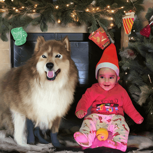 a baby wearing a santa hat is sitting next to a husky dog