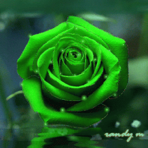 Green Rose1 GIF - Green Rose1 GIFs