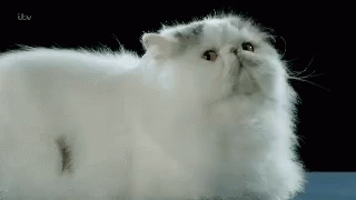 Cute Cat GIF - Cute Cat Staring GIFs